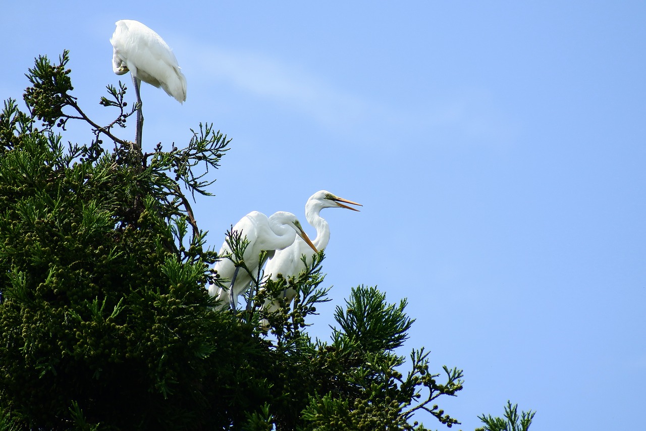 animal sky wood free photo