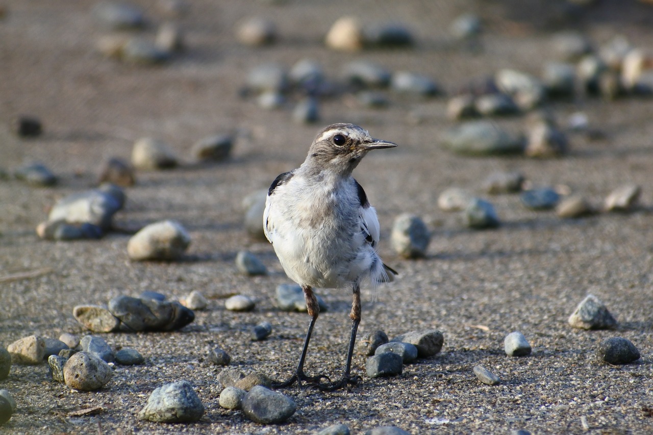 animal little bird high security level free photo