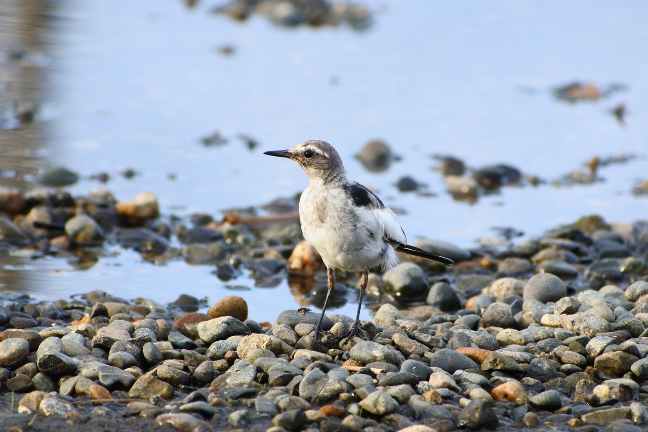 animal little bird high security level free photo