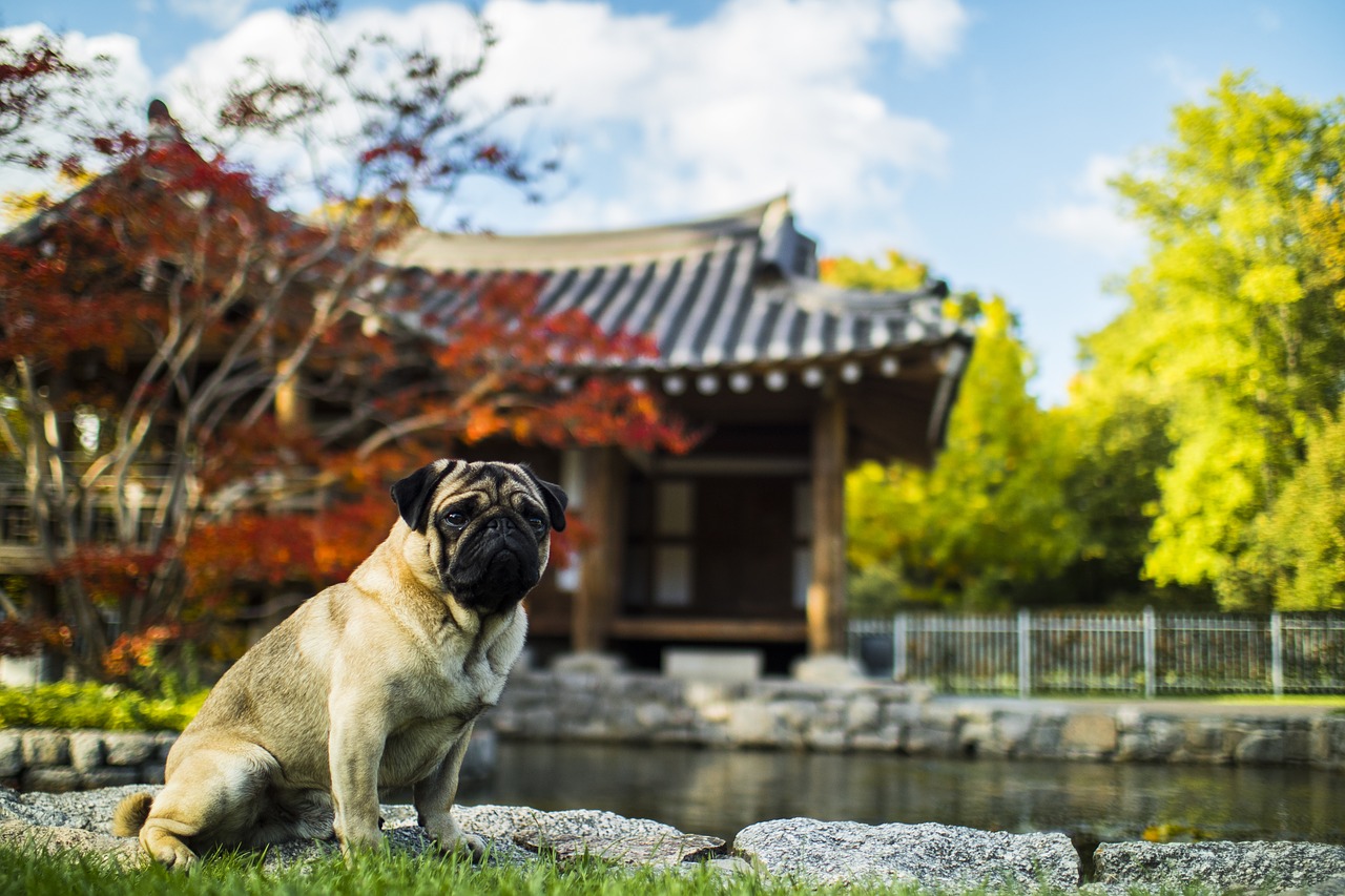 animal dog bulldog free photo