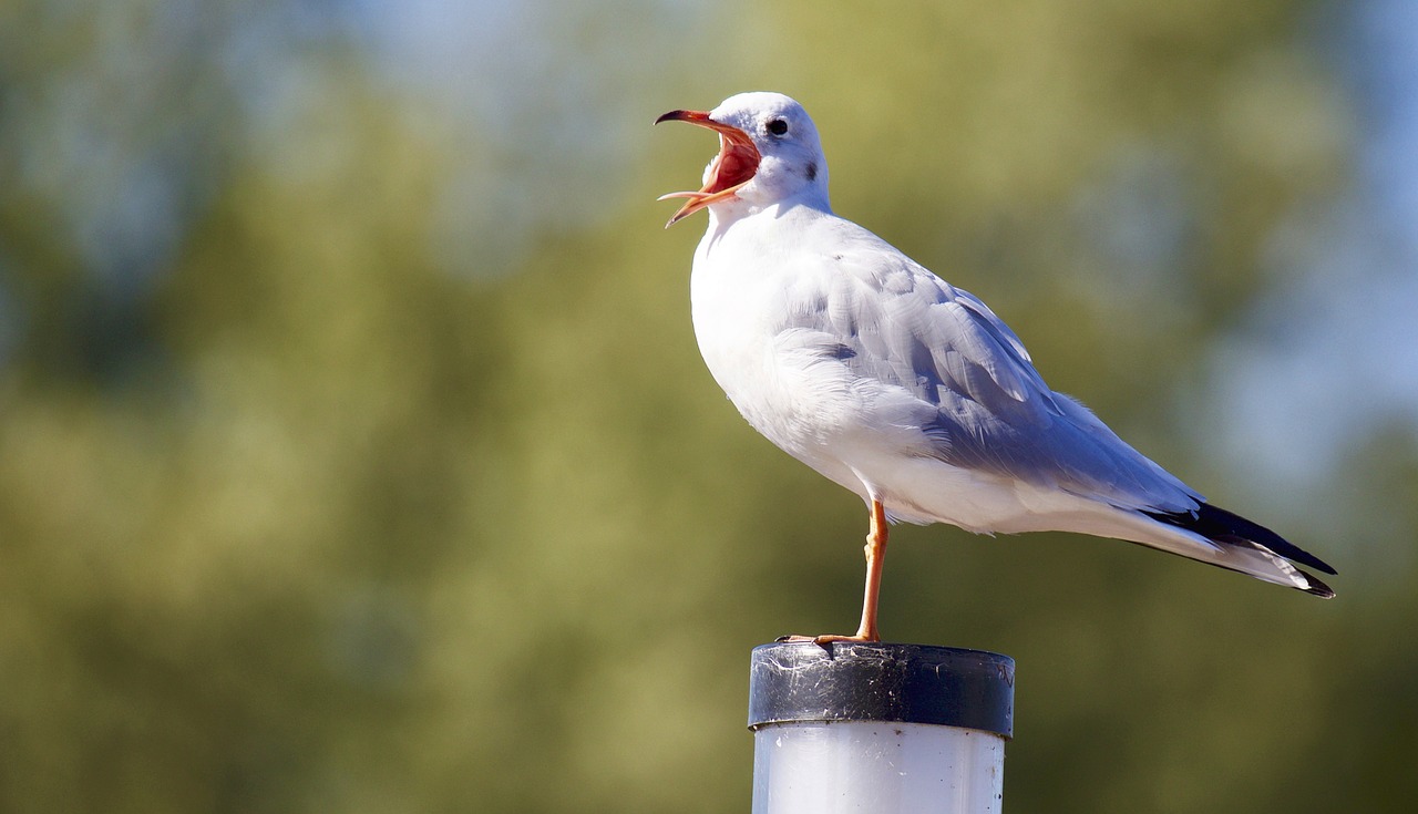 animal bird seagull free photo