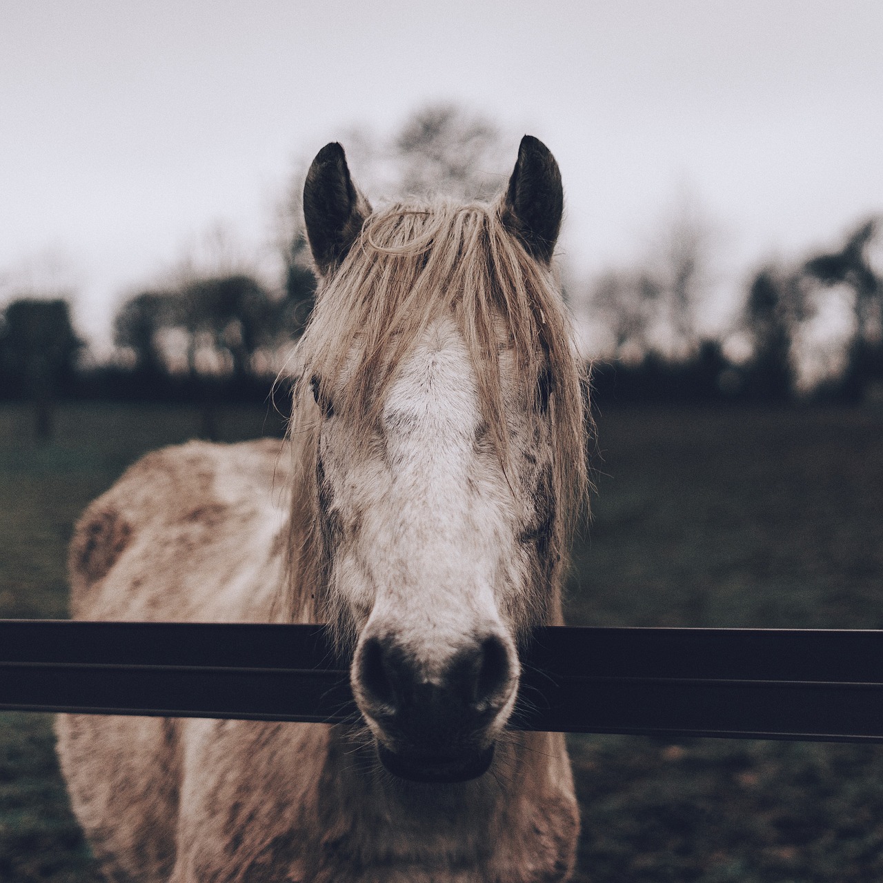 animal horse fence free photo