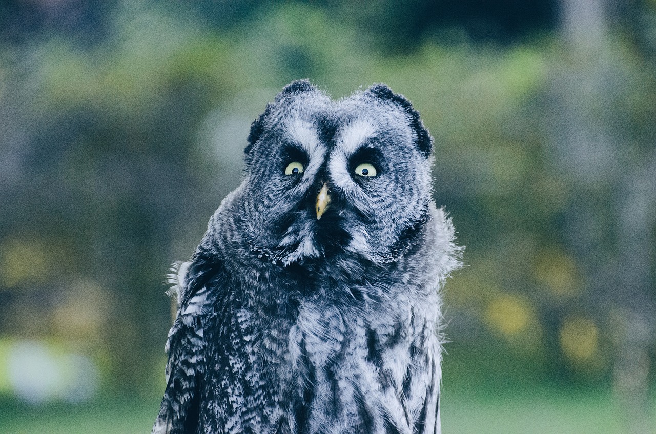 animal wildlife owl free photo