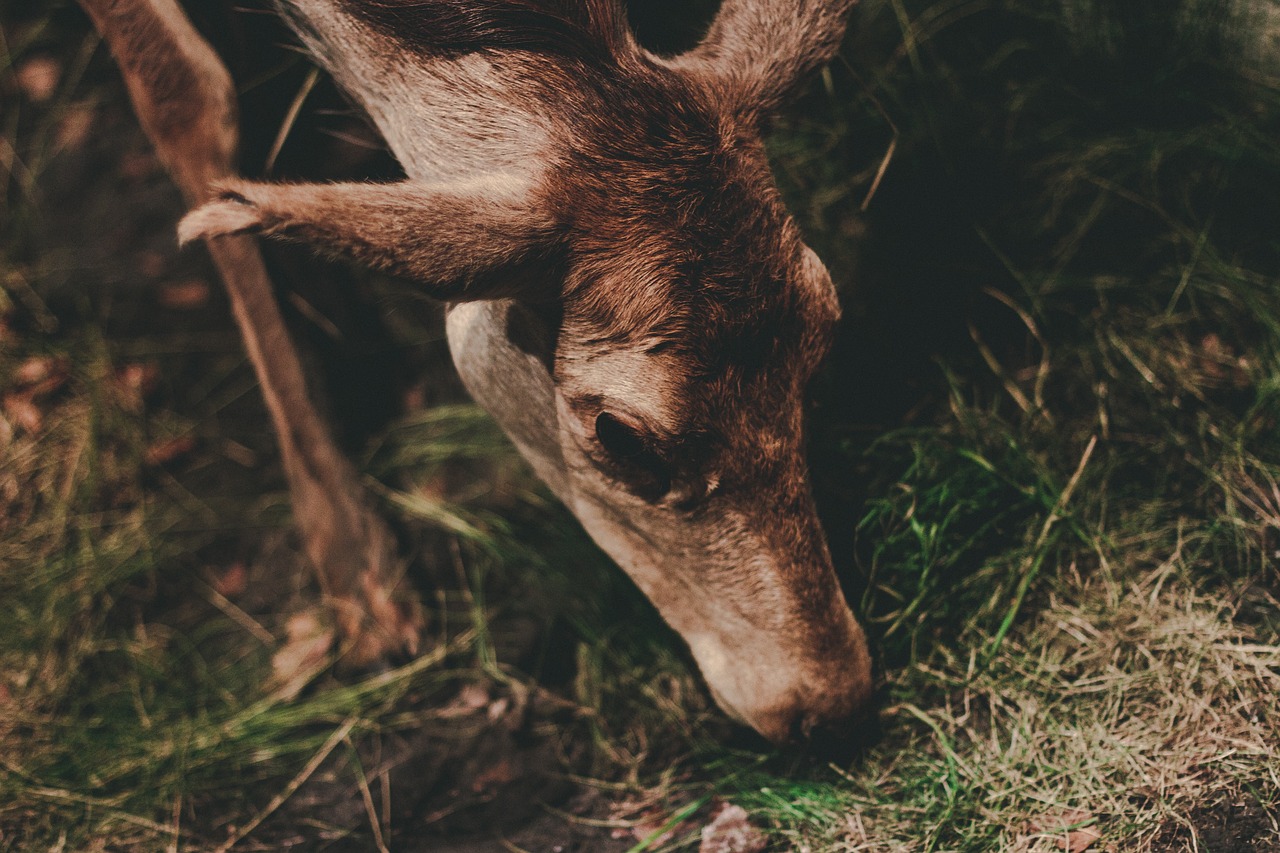 animal wildlife deer free photo