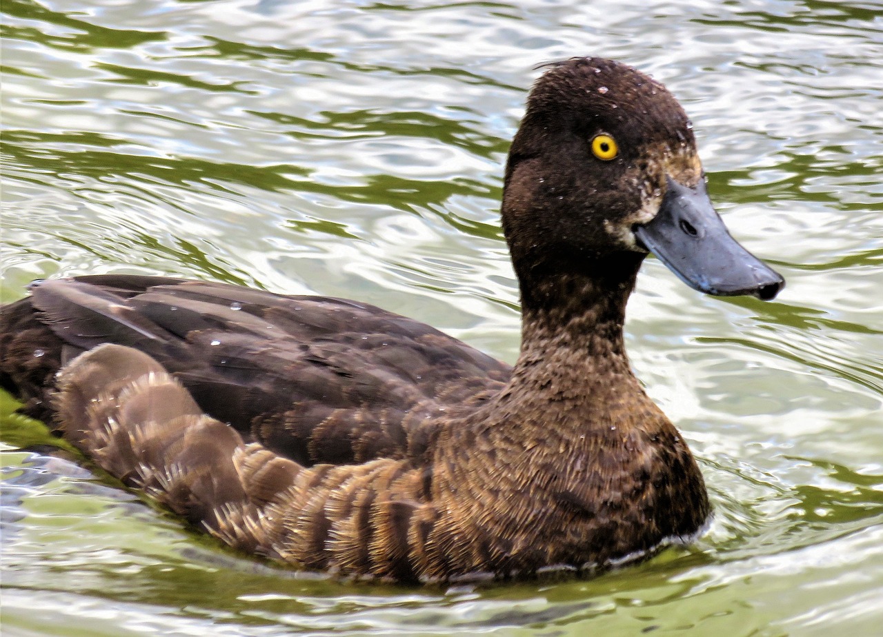 animal duck diving duck free photo