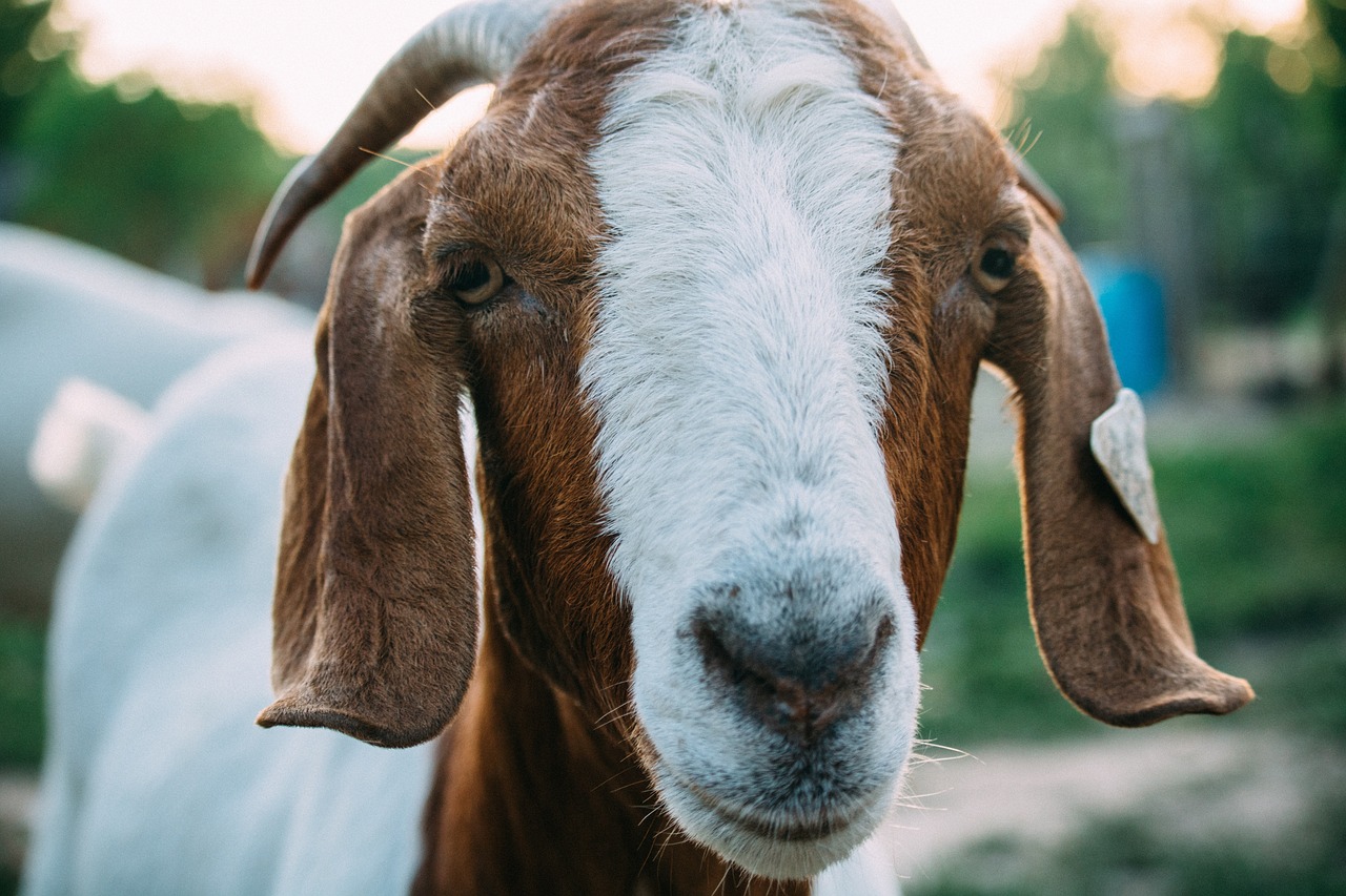 animal goat snout free photo