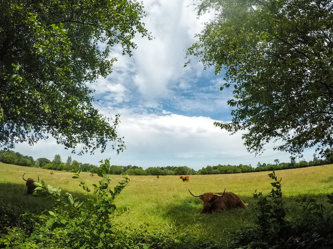 animal nature trees free photo