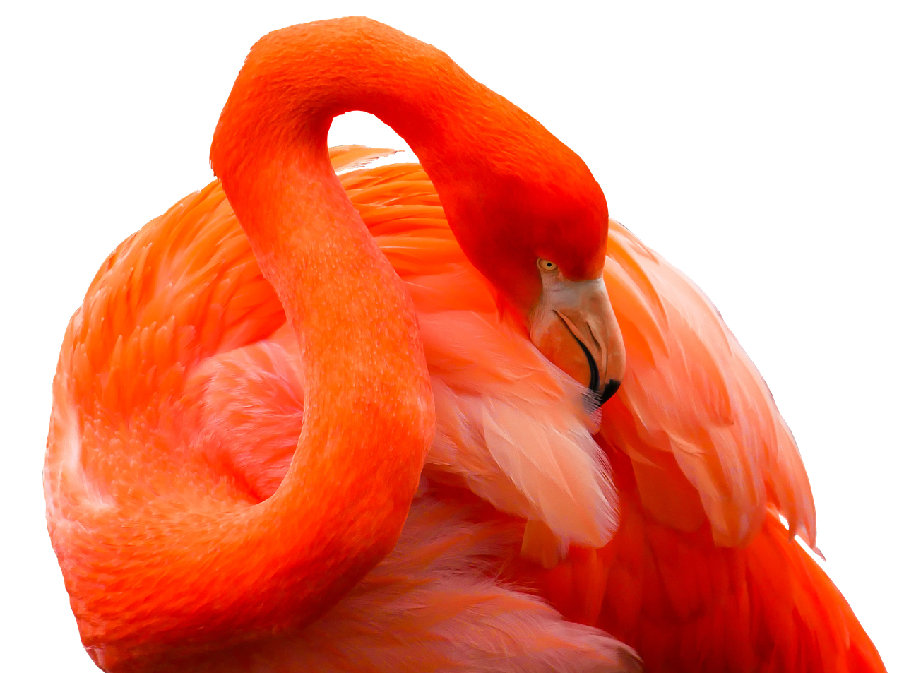 animal bird flamingo free photo