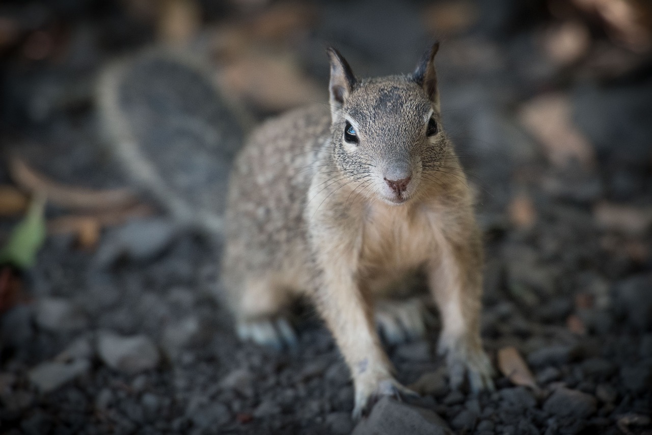 animal snout rabbit free photo