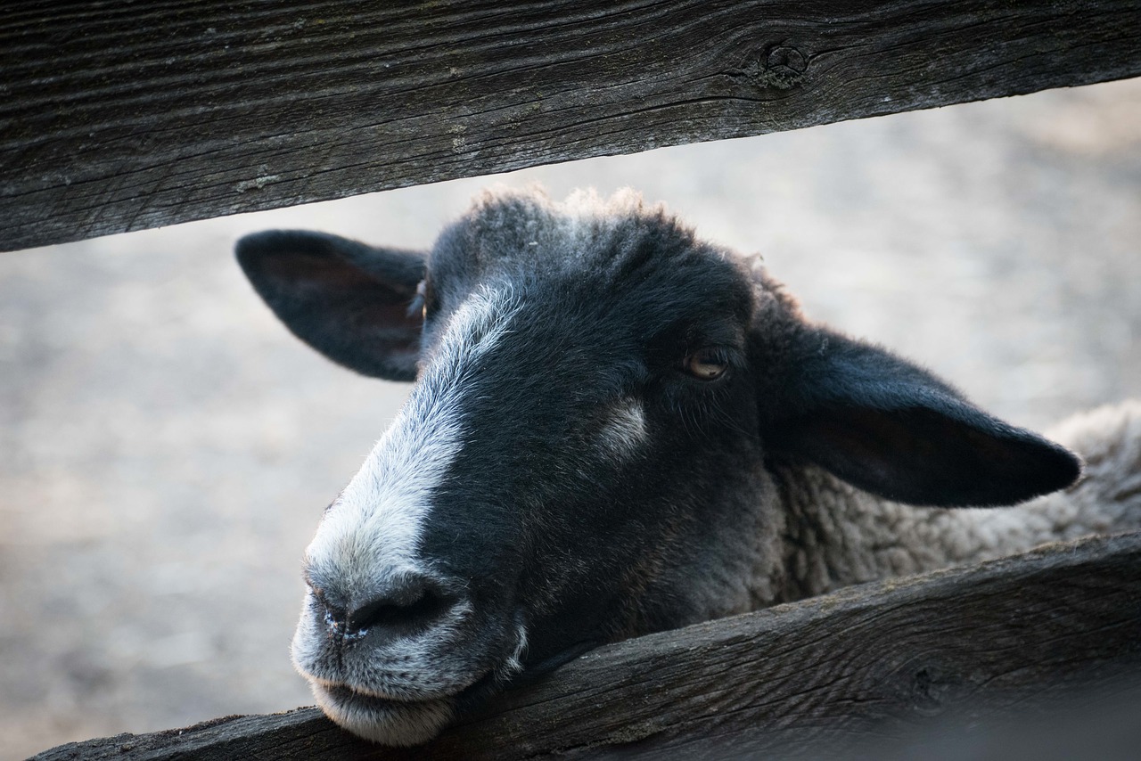 animal snout black free photo