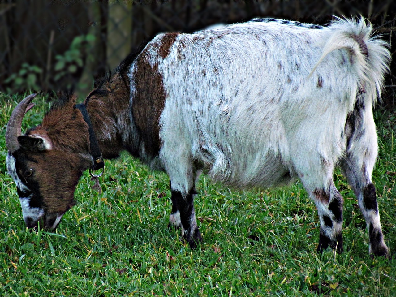 animal goat nature free photo