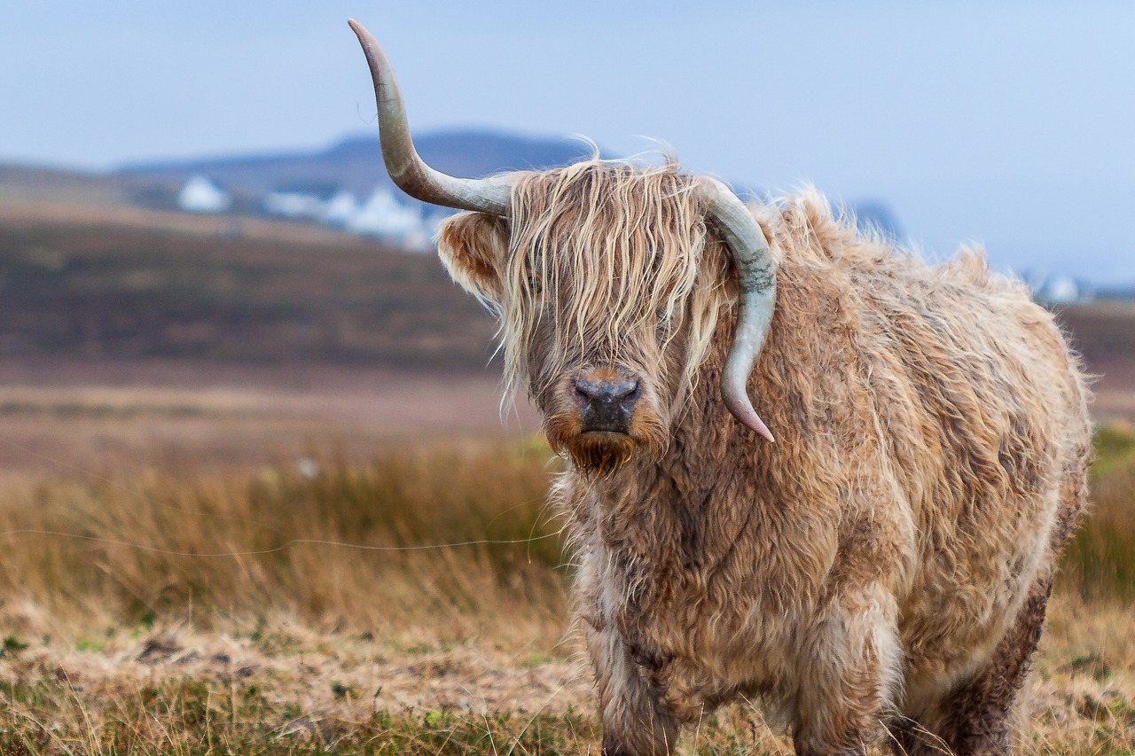 animal horn cow free photo