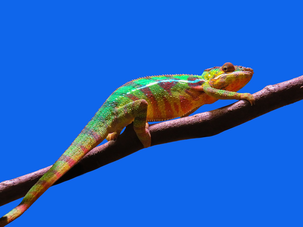 animal chameleon colorful free photo