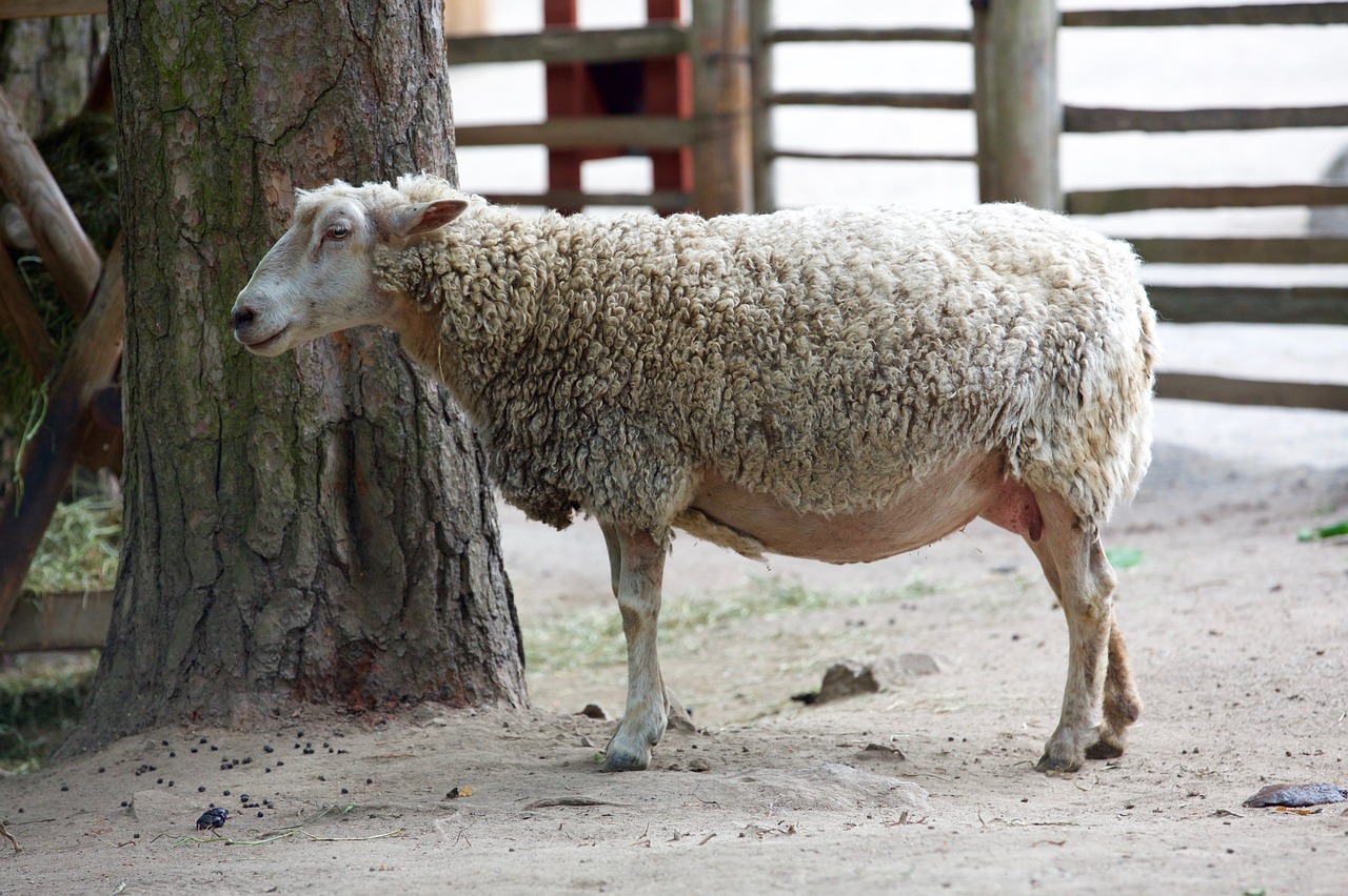 animal sheepfold sheep free photo