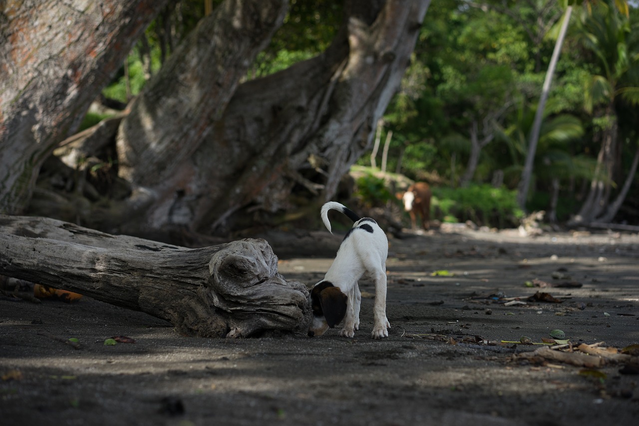 animal dog sweet free photo