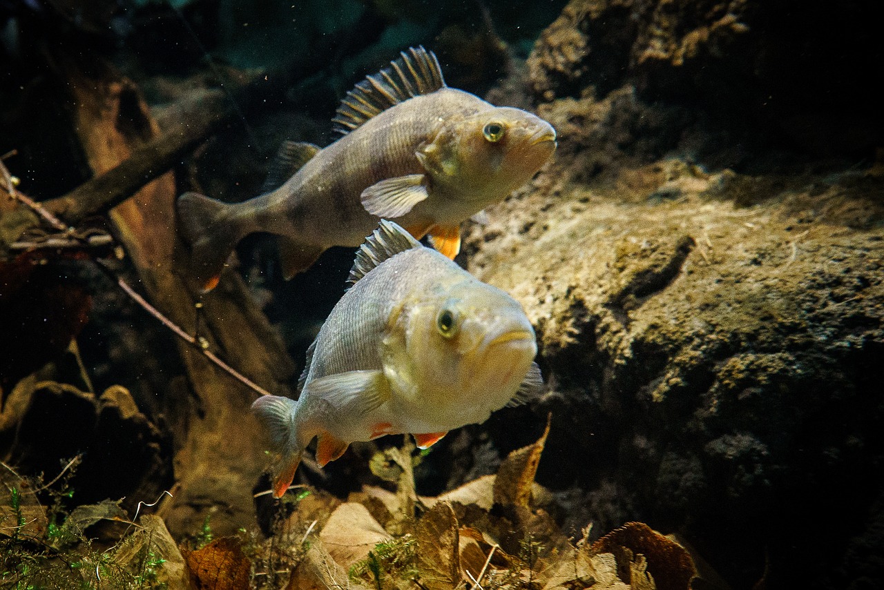 animal fish sweet free photo