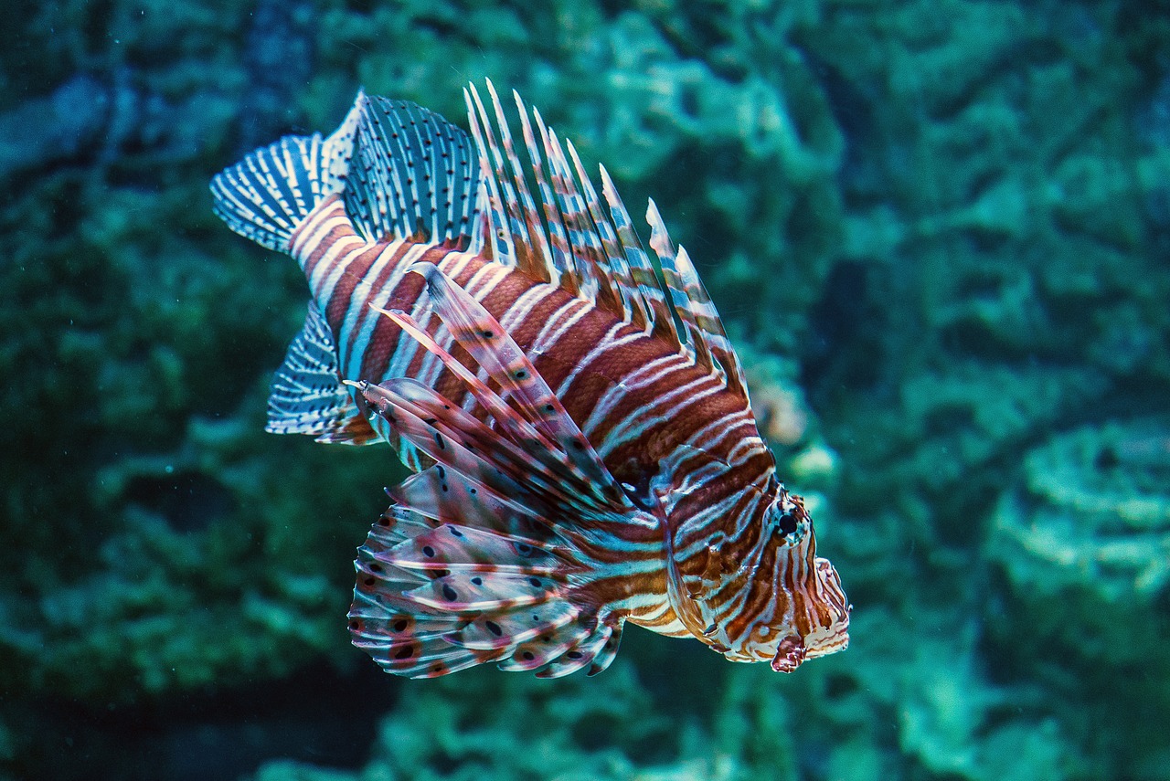 animal fish fish swimming free photo