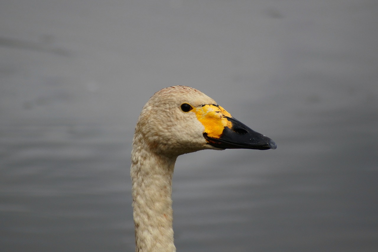 animal lake waterfowl free photo