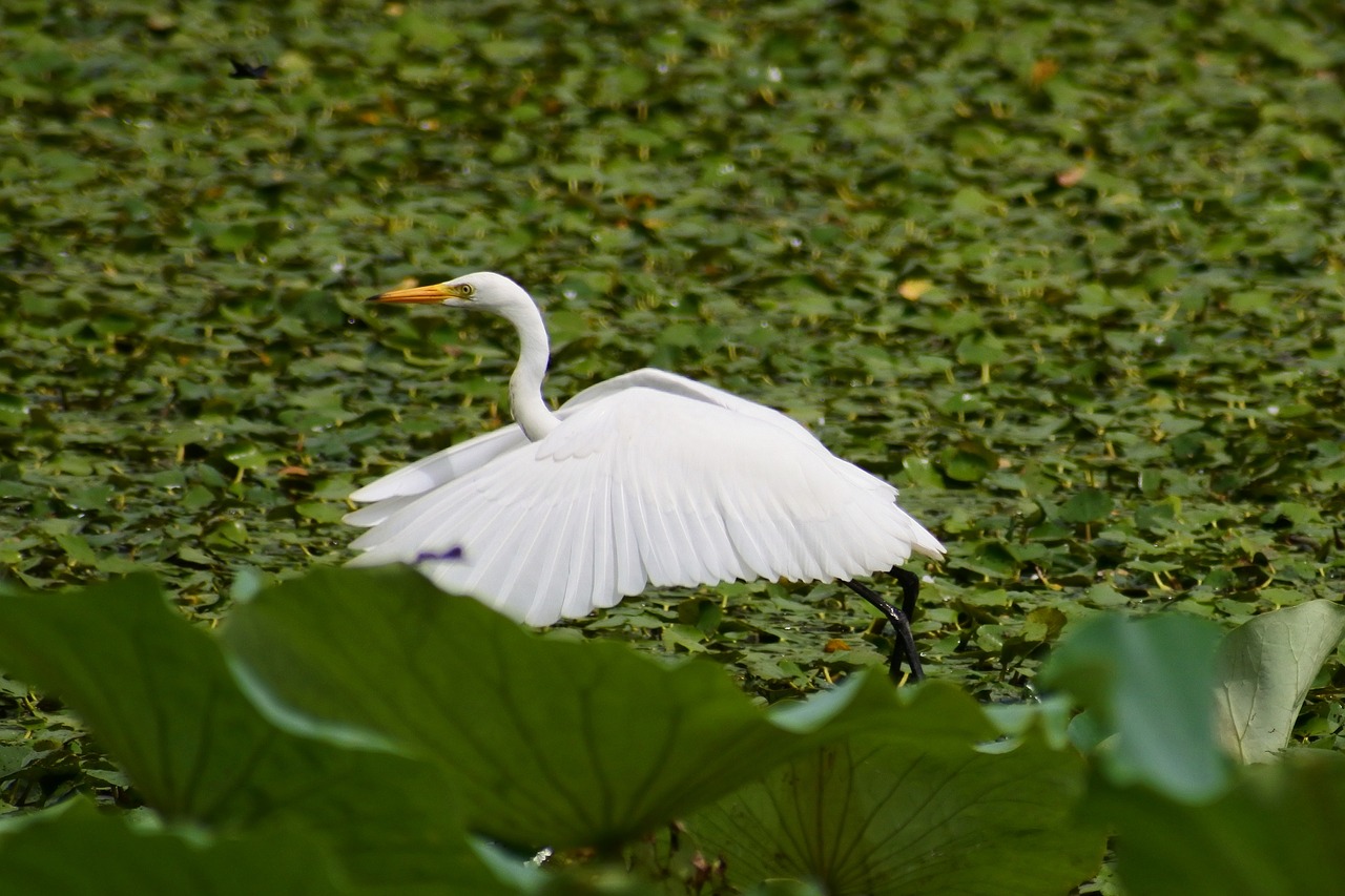 animal lake heron free photo