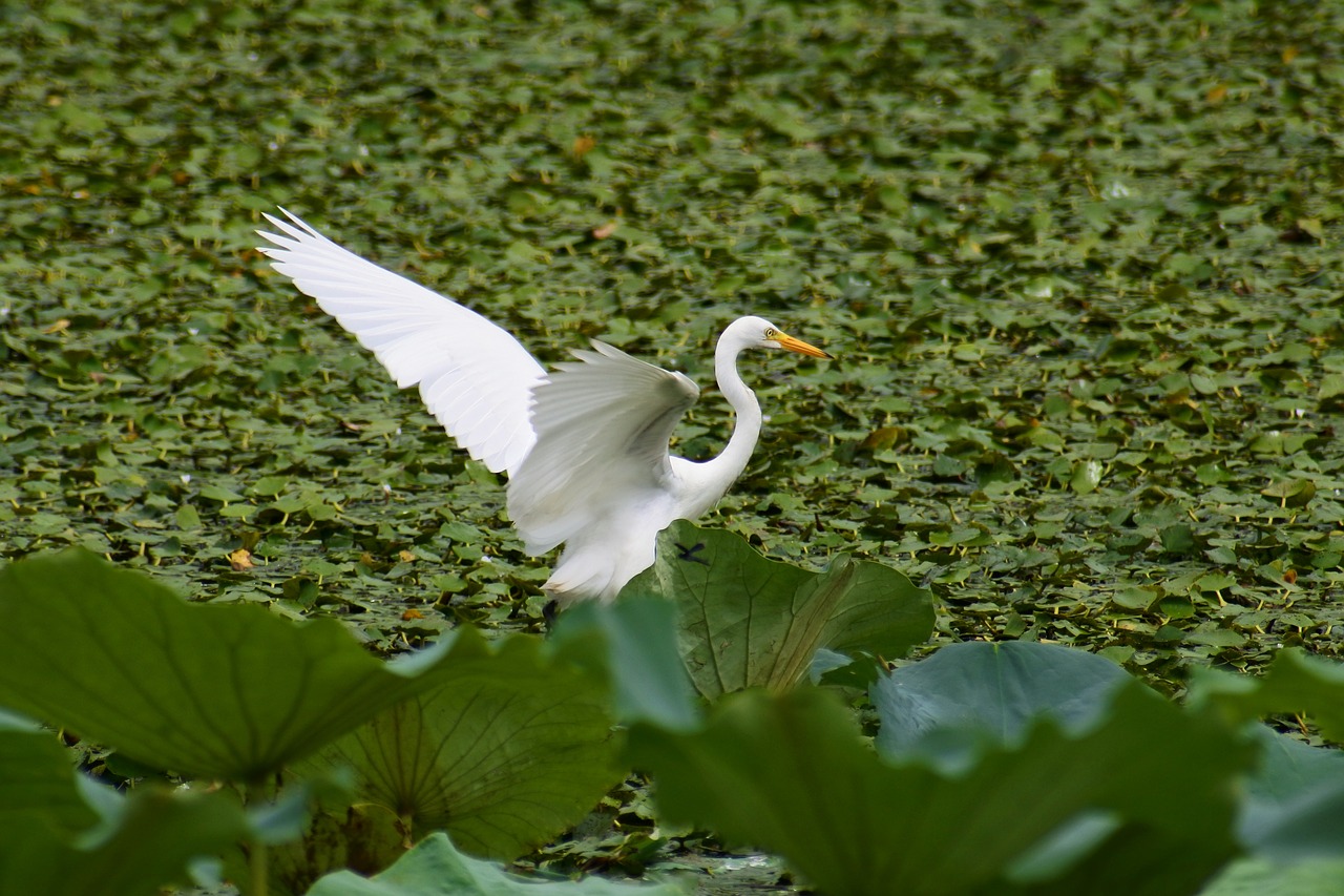 animal lake heron free photo