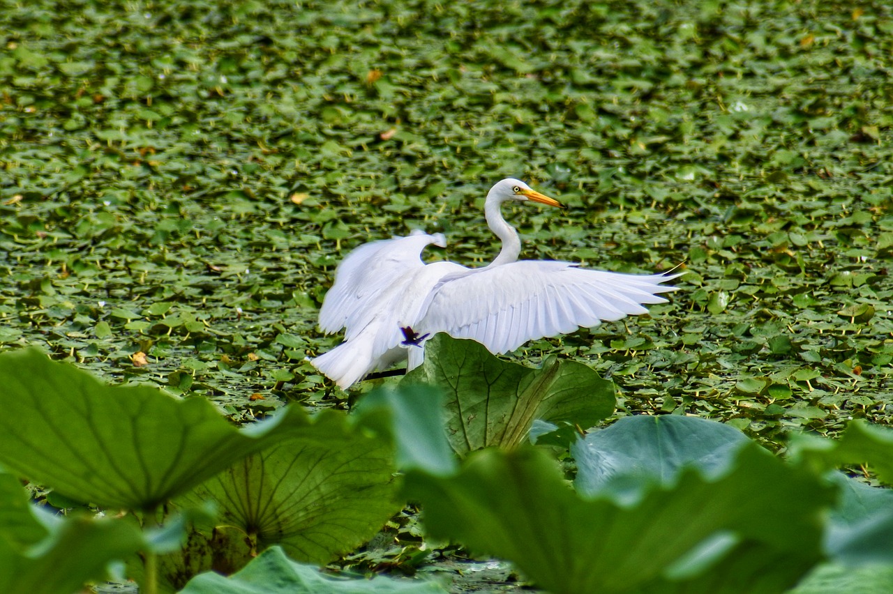 animal pond plant free photo