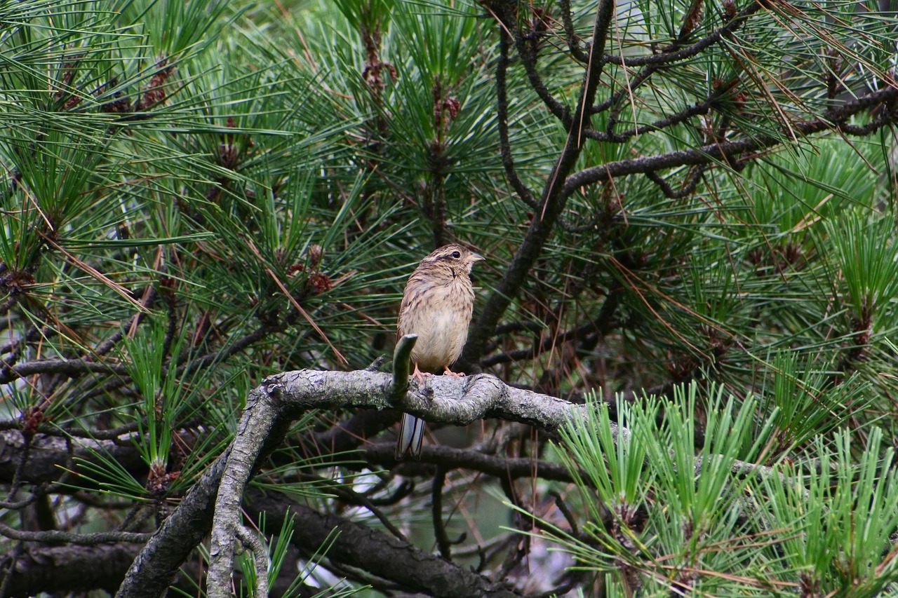 animal forest pine free photo