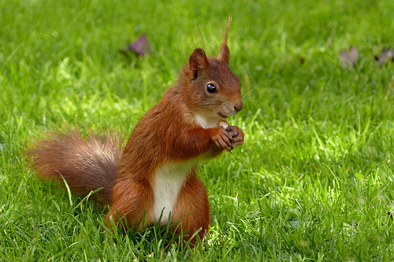 animal mammal squirrel free photo