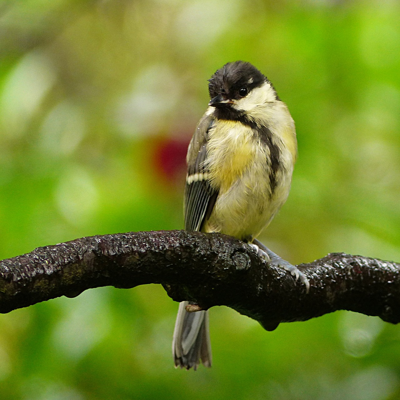 animal bird tit free photo