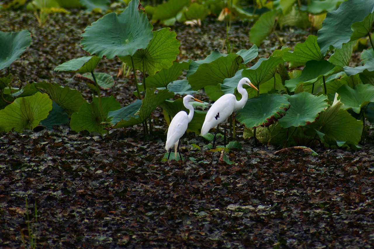 animal pond lotus free photo