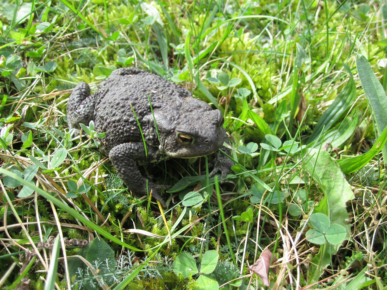 animal common toad toad free photo