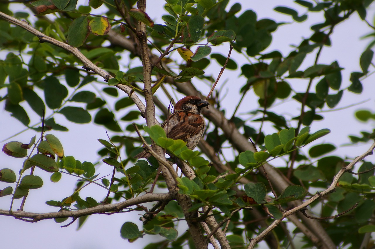 animal wood green free photo