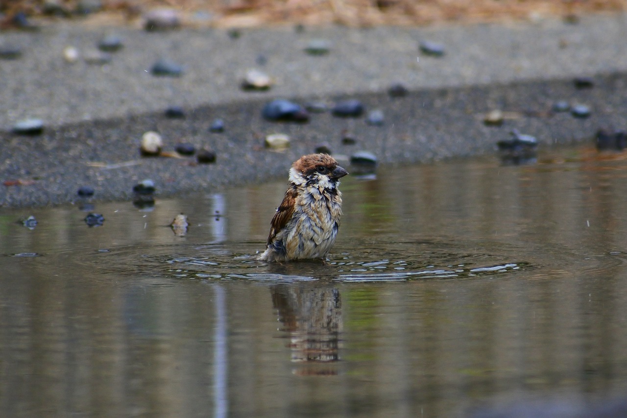 animal pond waterside free photo