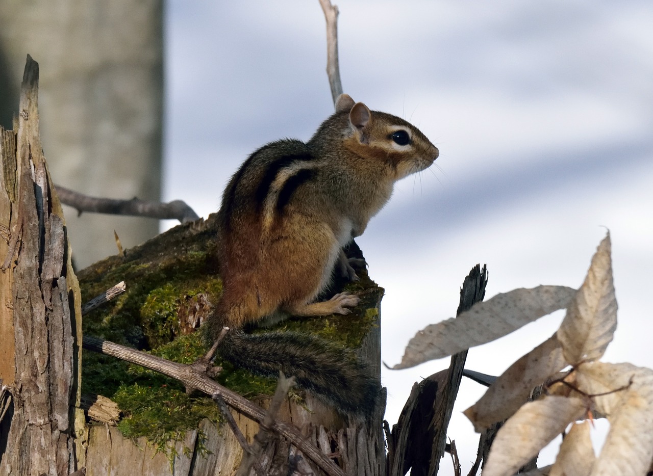 animal chipmunk rodent free photo