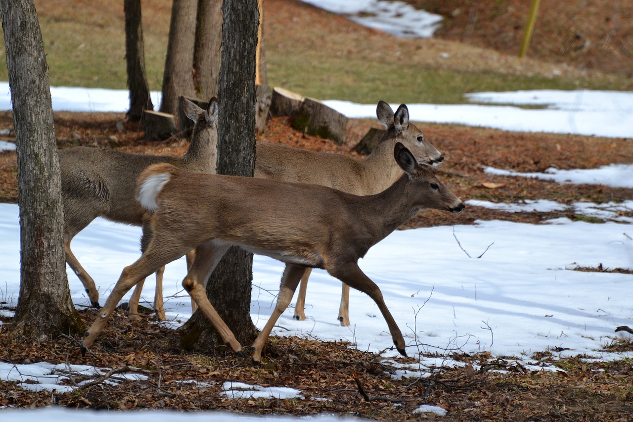 animal deers crossing free photo