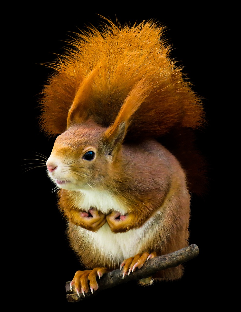 animal squirrel possierlich free photo