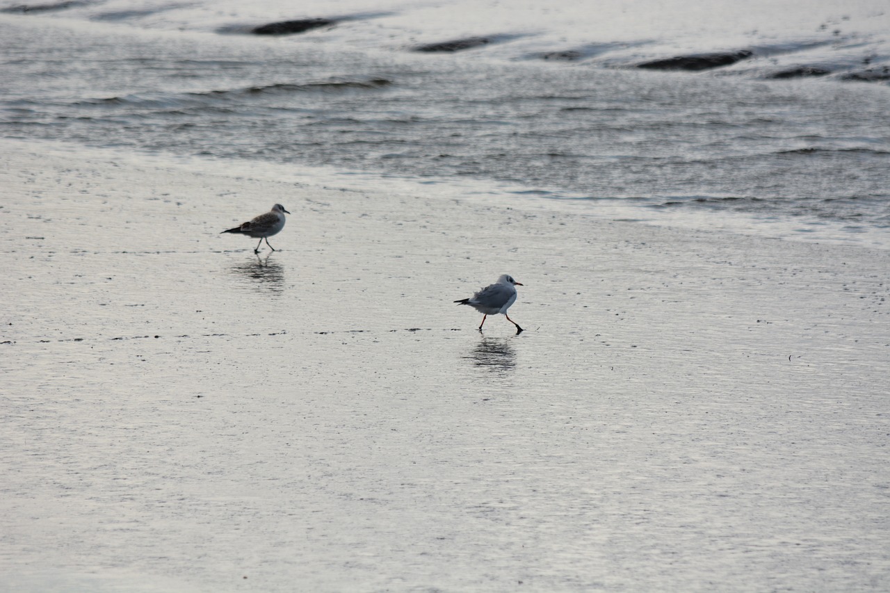 animal seagull bird free photo