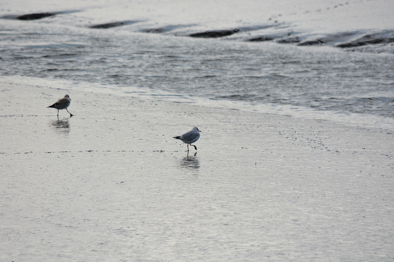 animal seagull bird free photo