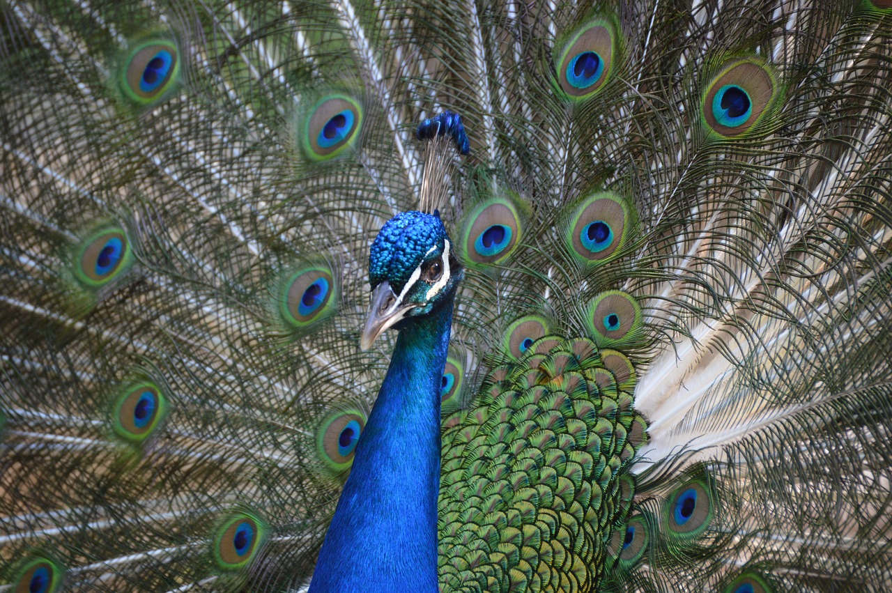 animal pen peacock free photo