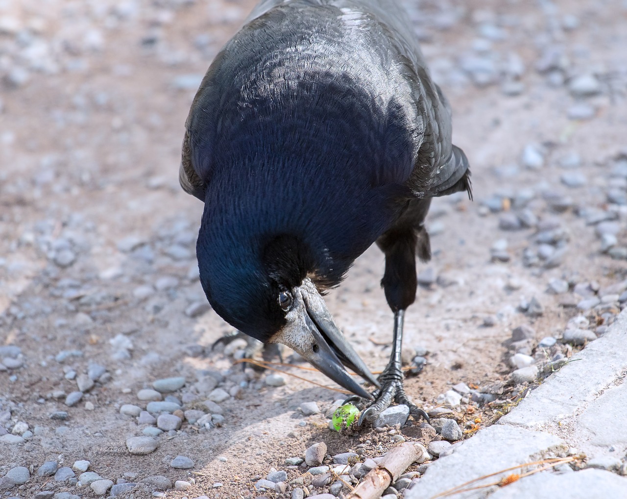 animal bird nature free photo