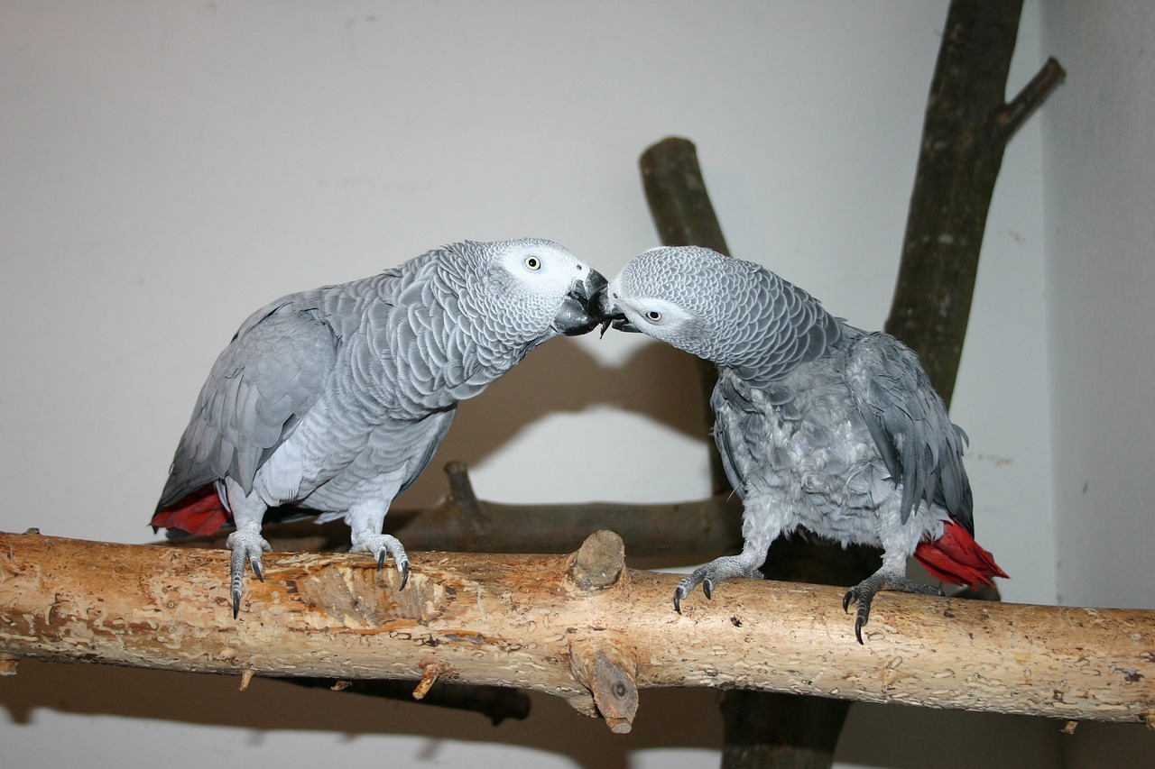 animal birds grey parrots free photo