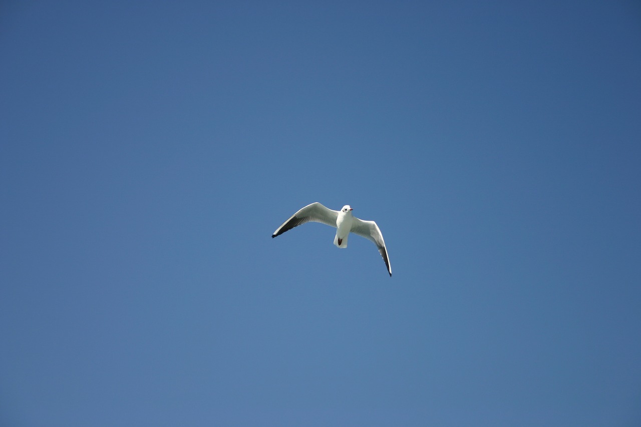 animal bird seagull free photo