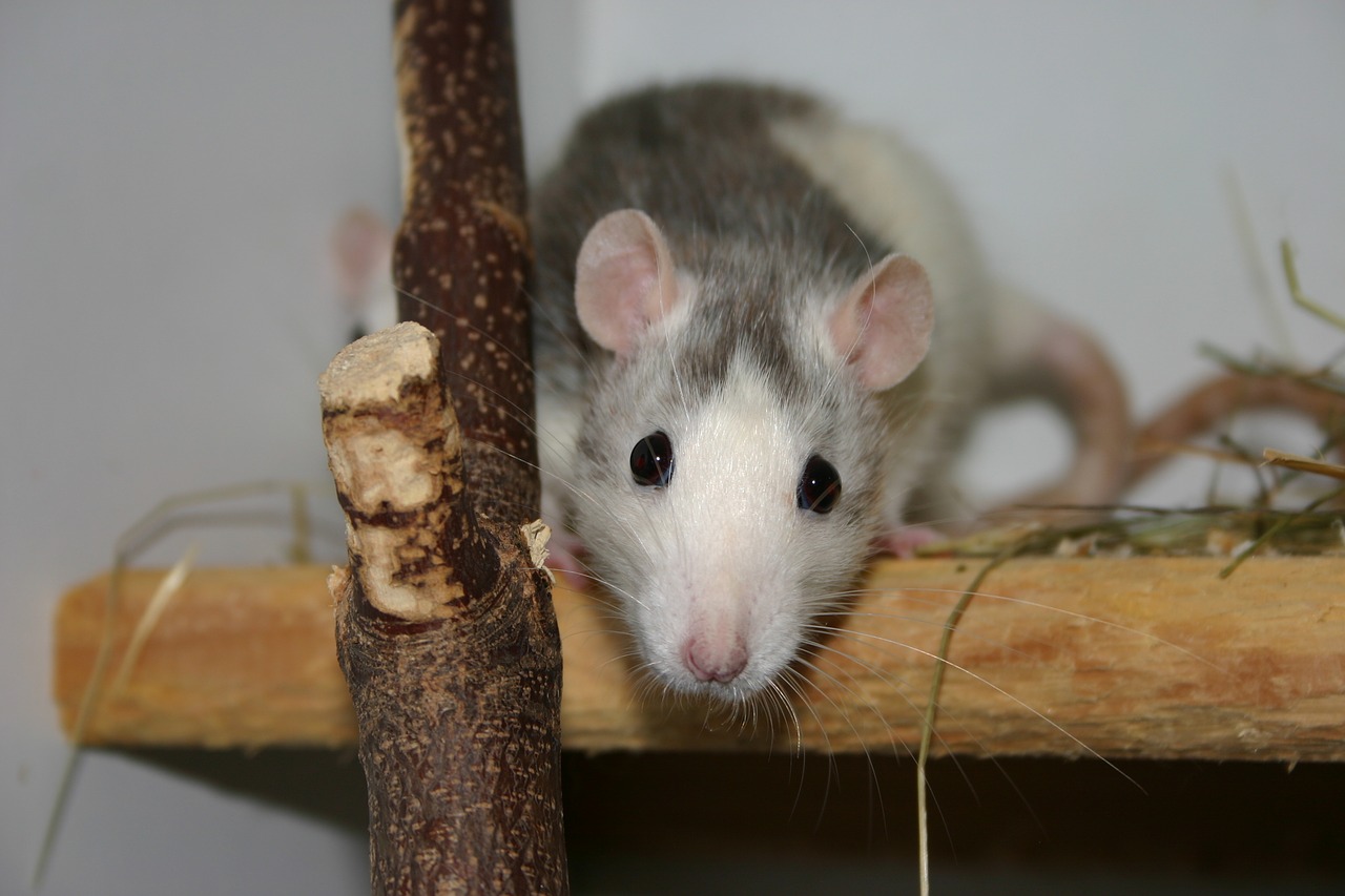 animal rat nager free photo