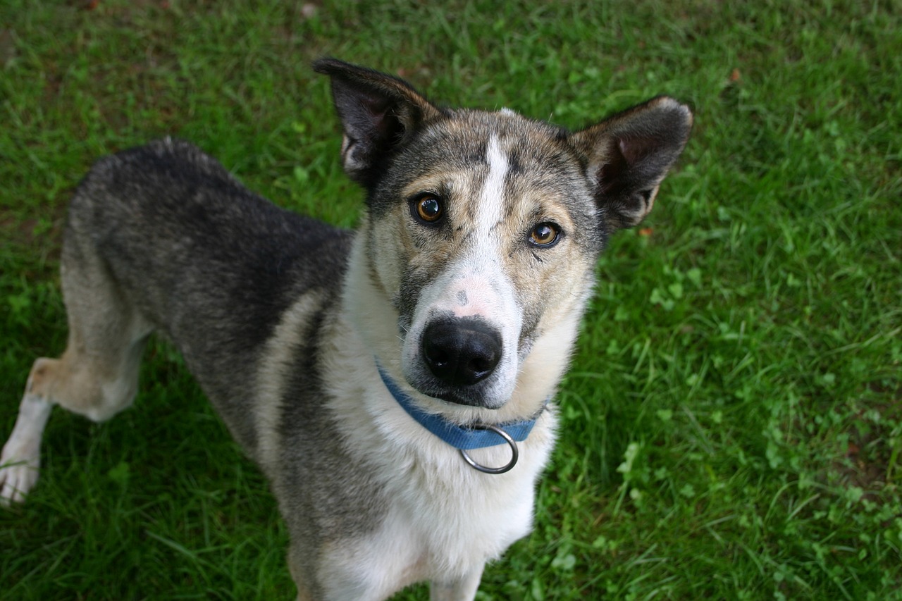 animal dog alaska husky free photo