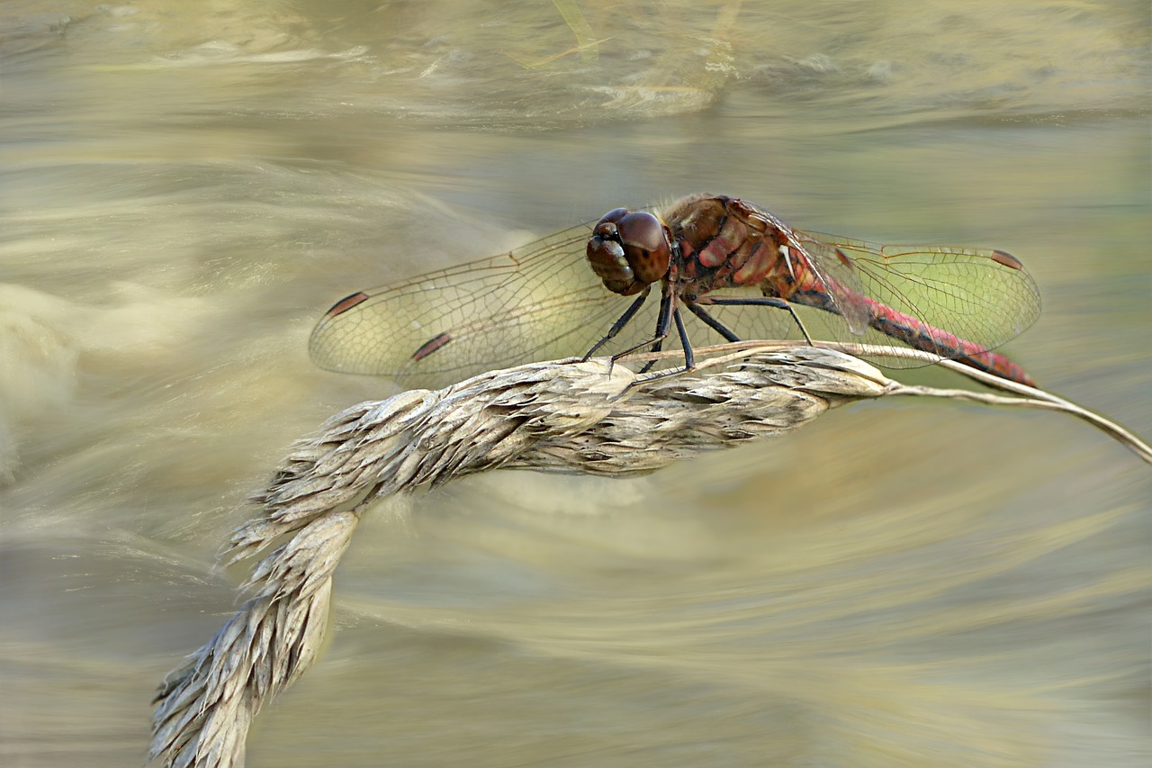 animal flight insect dragonfly free photo