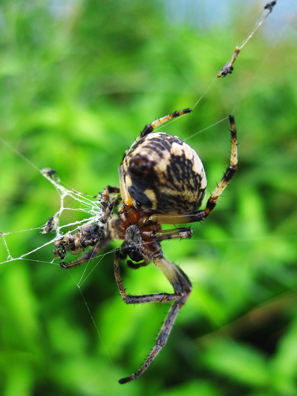 animal arachnids banana free photo