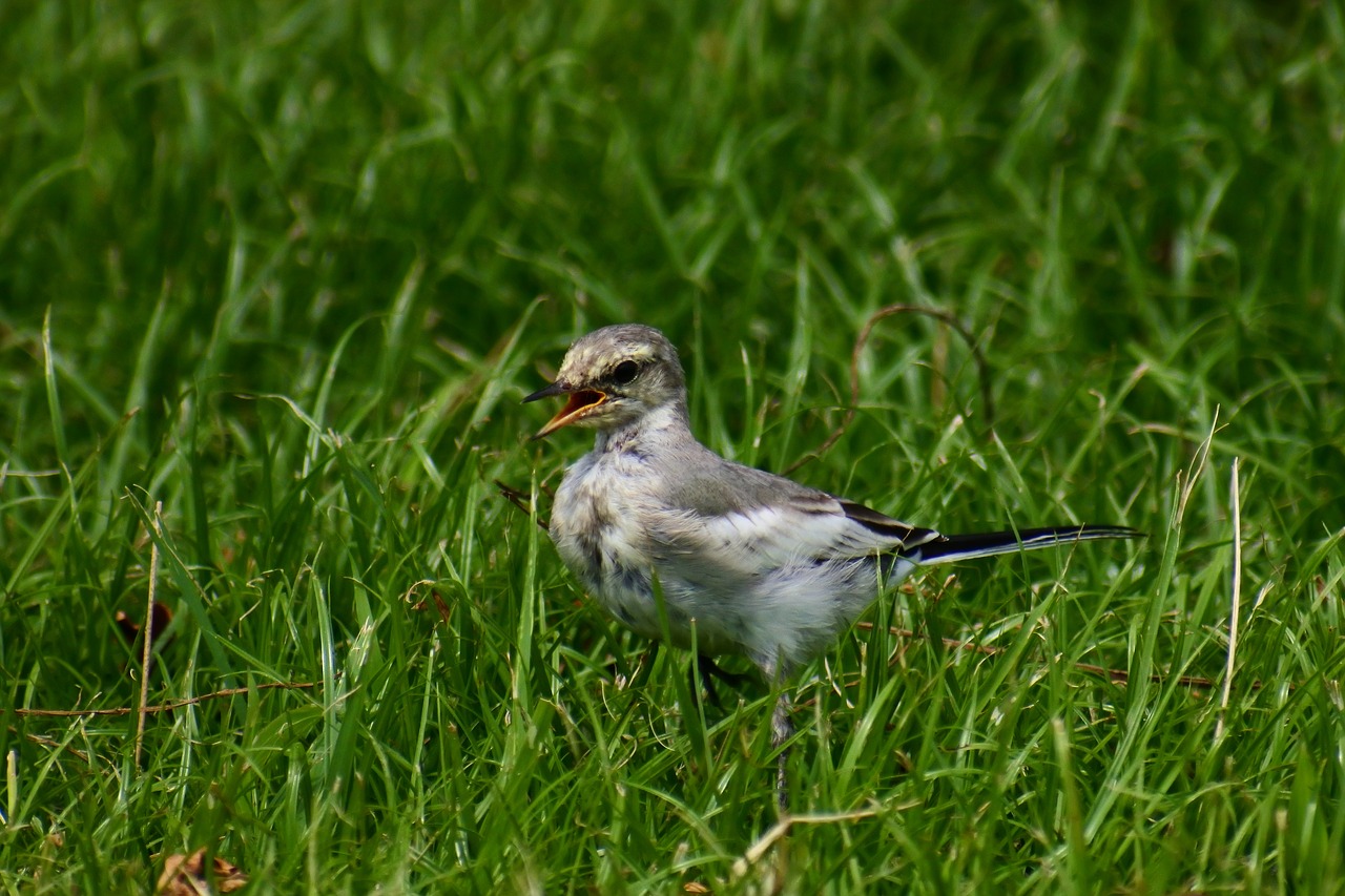 animal forest park free photo