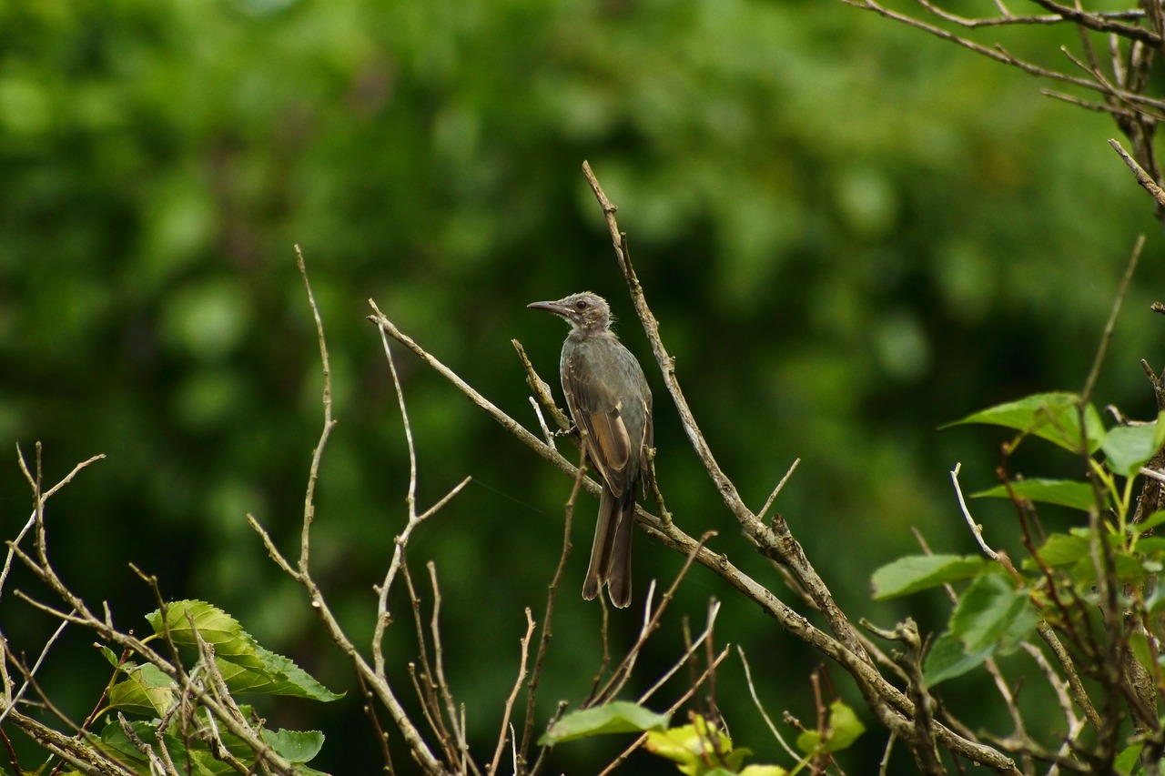 animal forest wood free photo