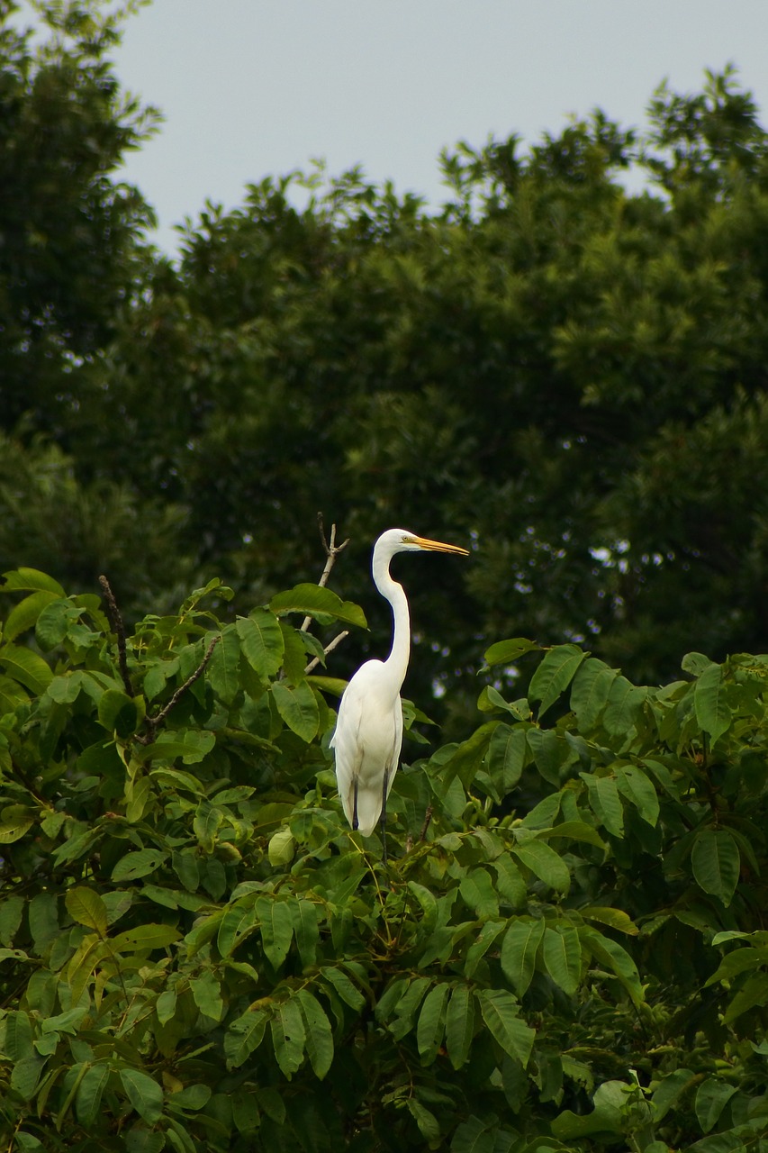 animal forest park free photo