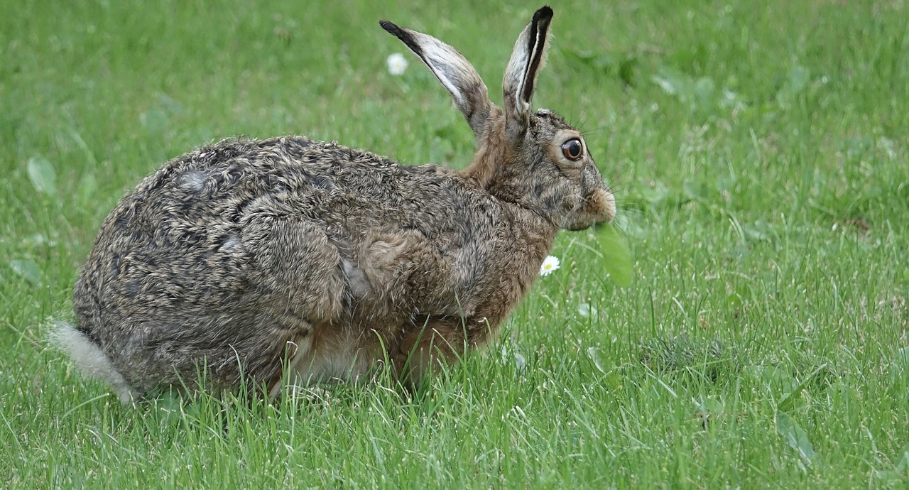 animal hare long eared free photo