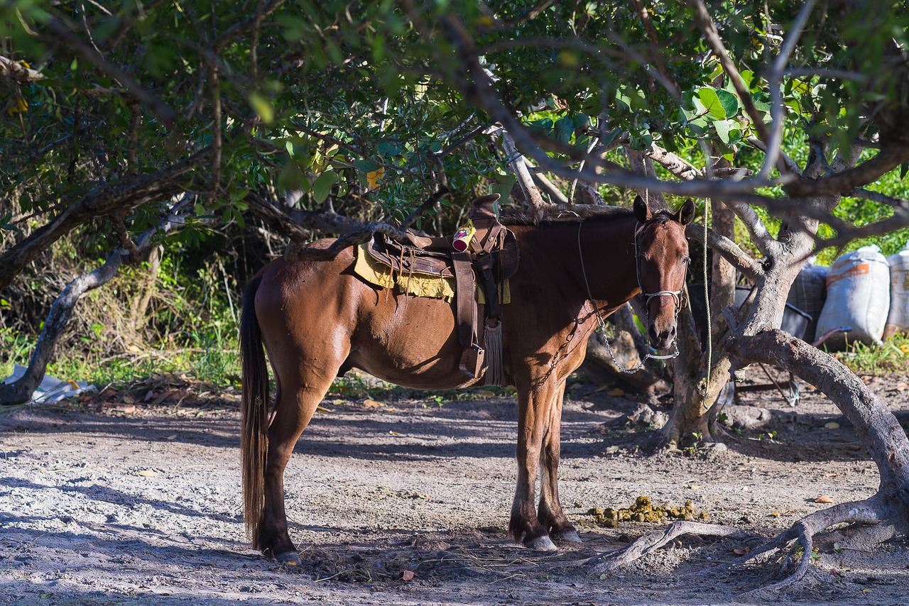 animal horse brown horse free photo